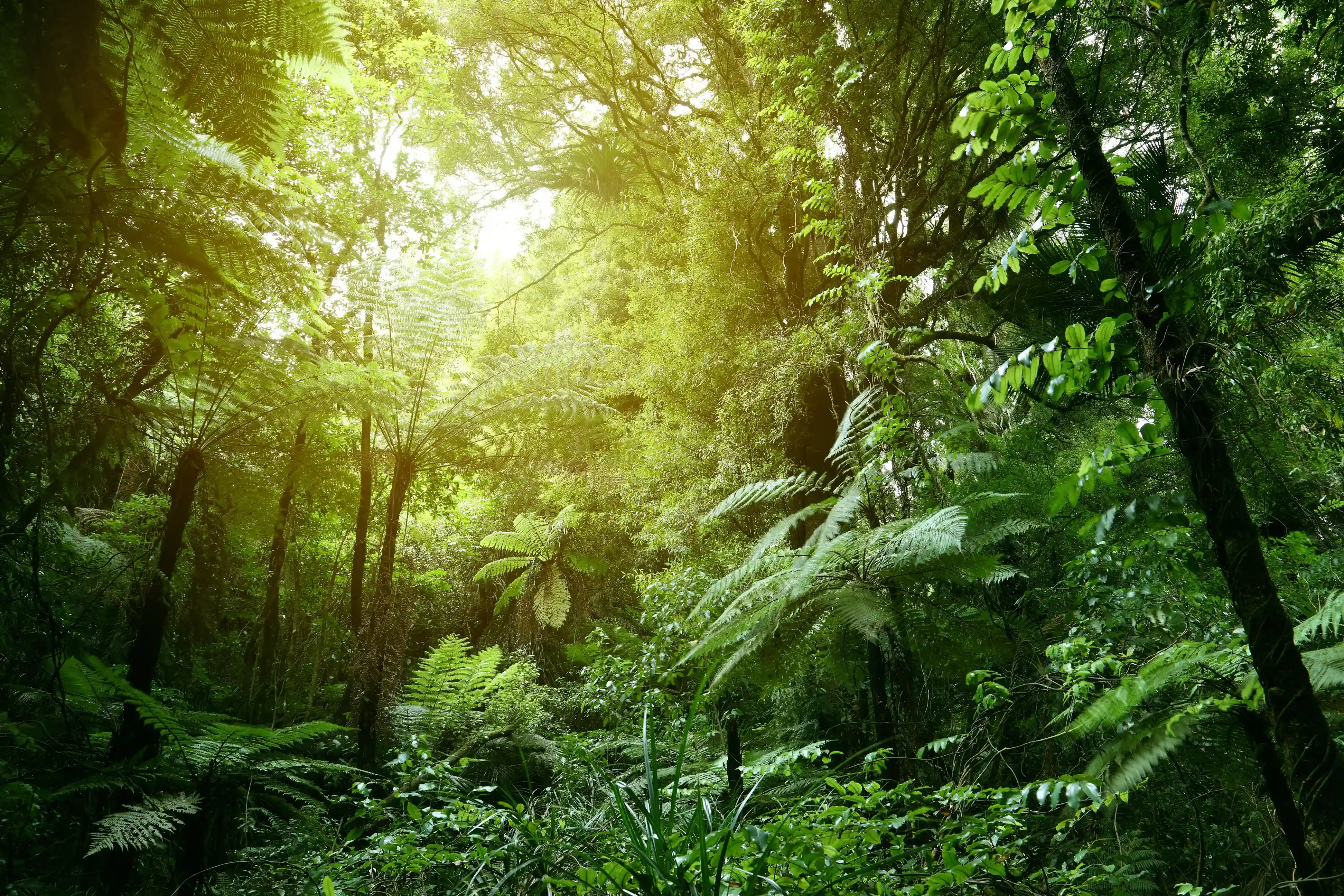Carbon, VCS and REDD+