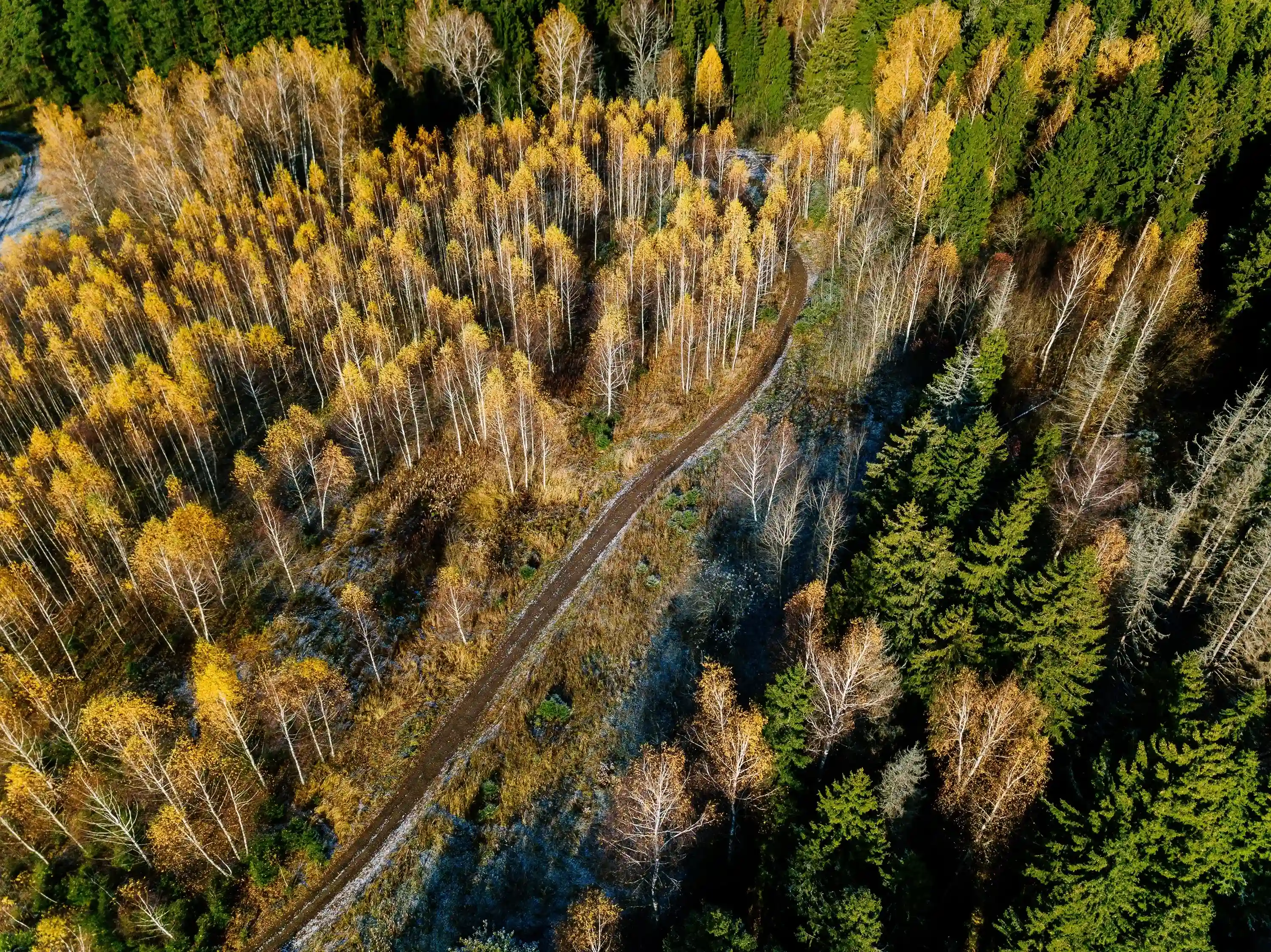 Forest road access for operations