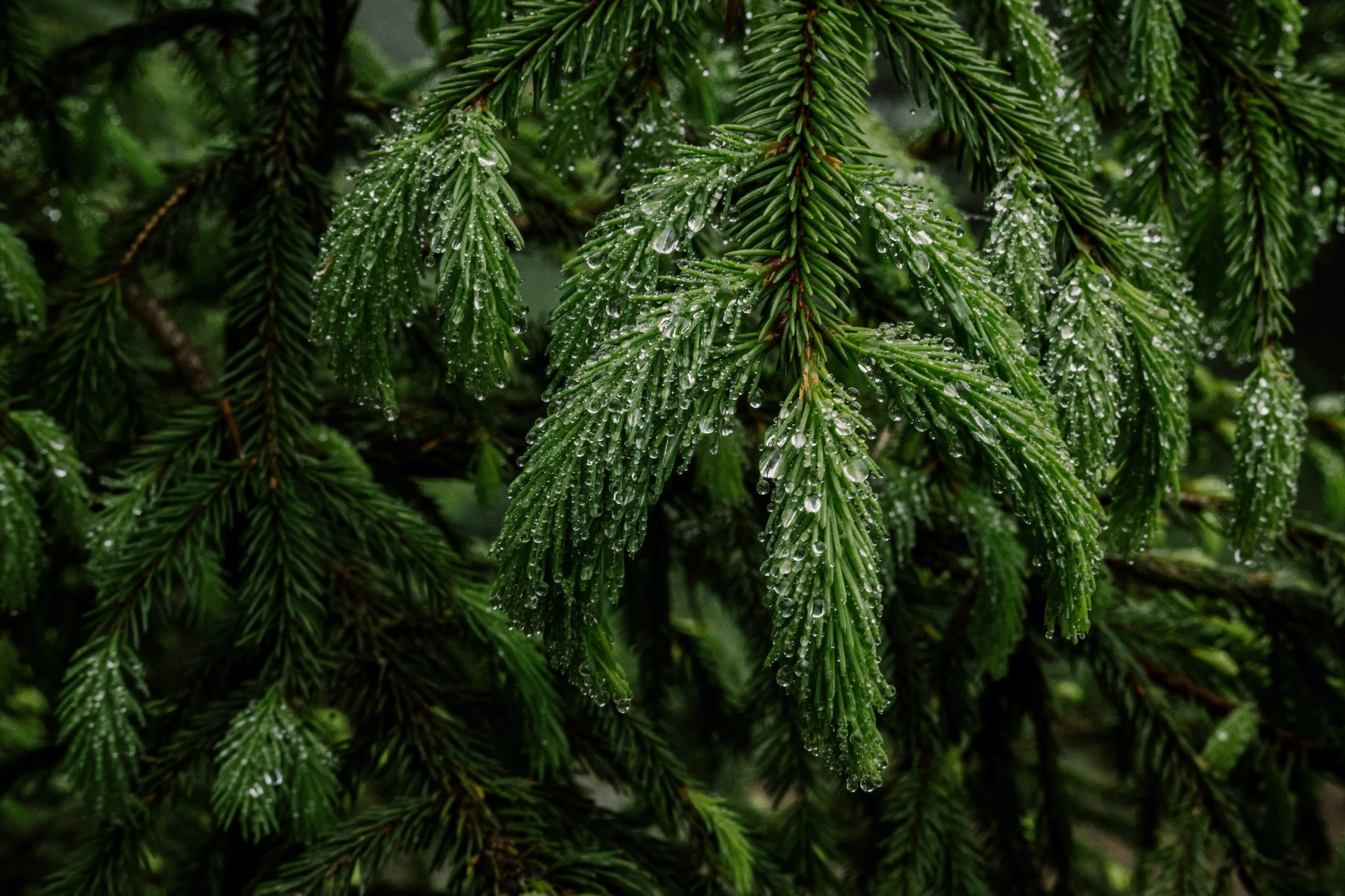 Tending/thinning needs in forestry