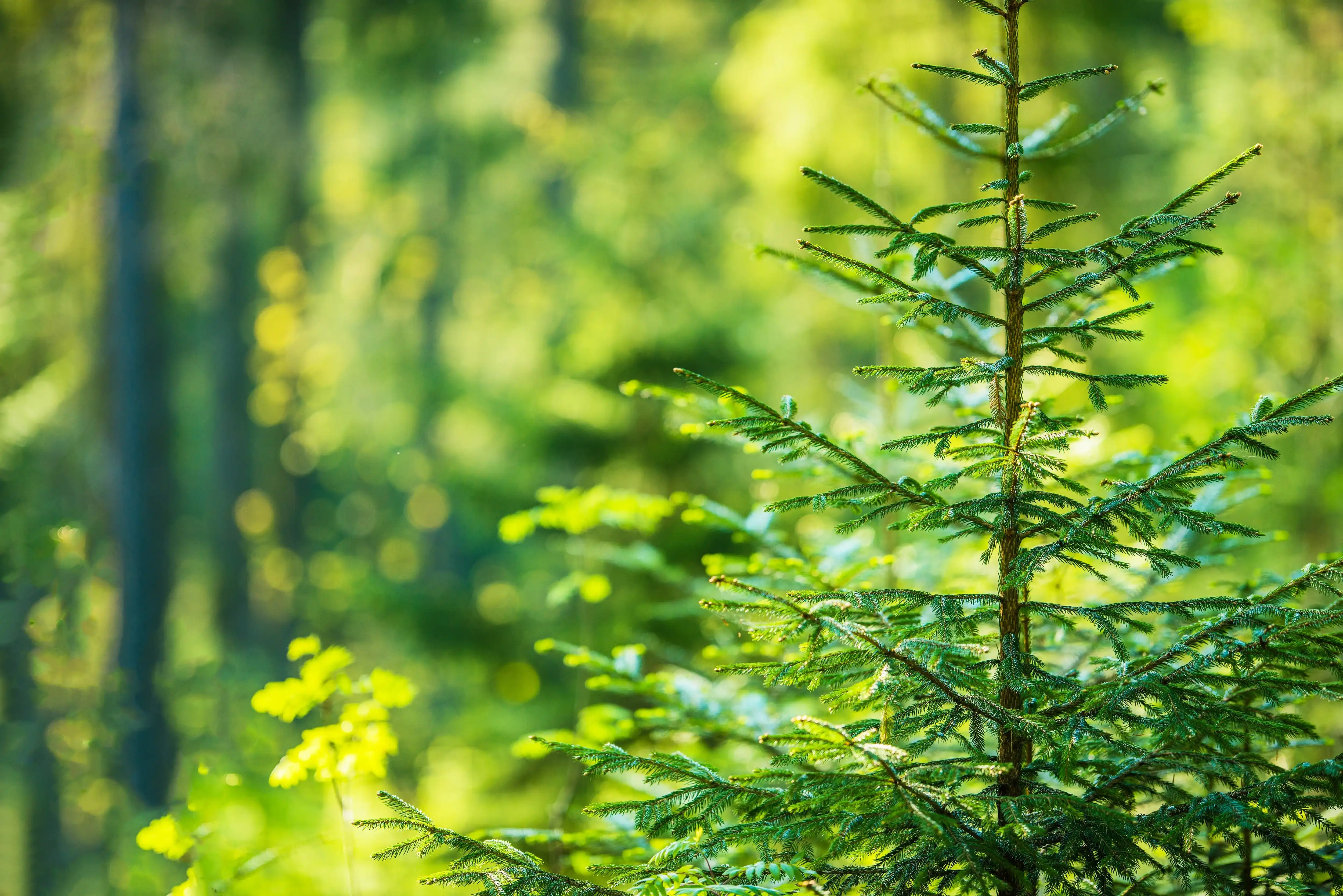 Forest inventory intelligence