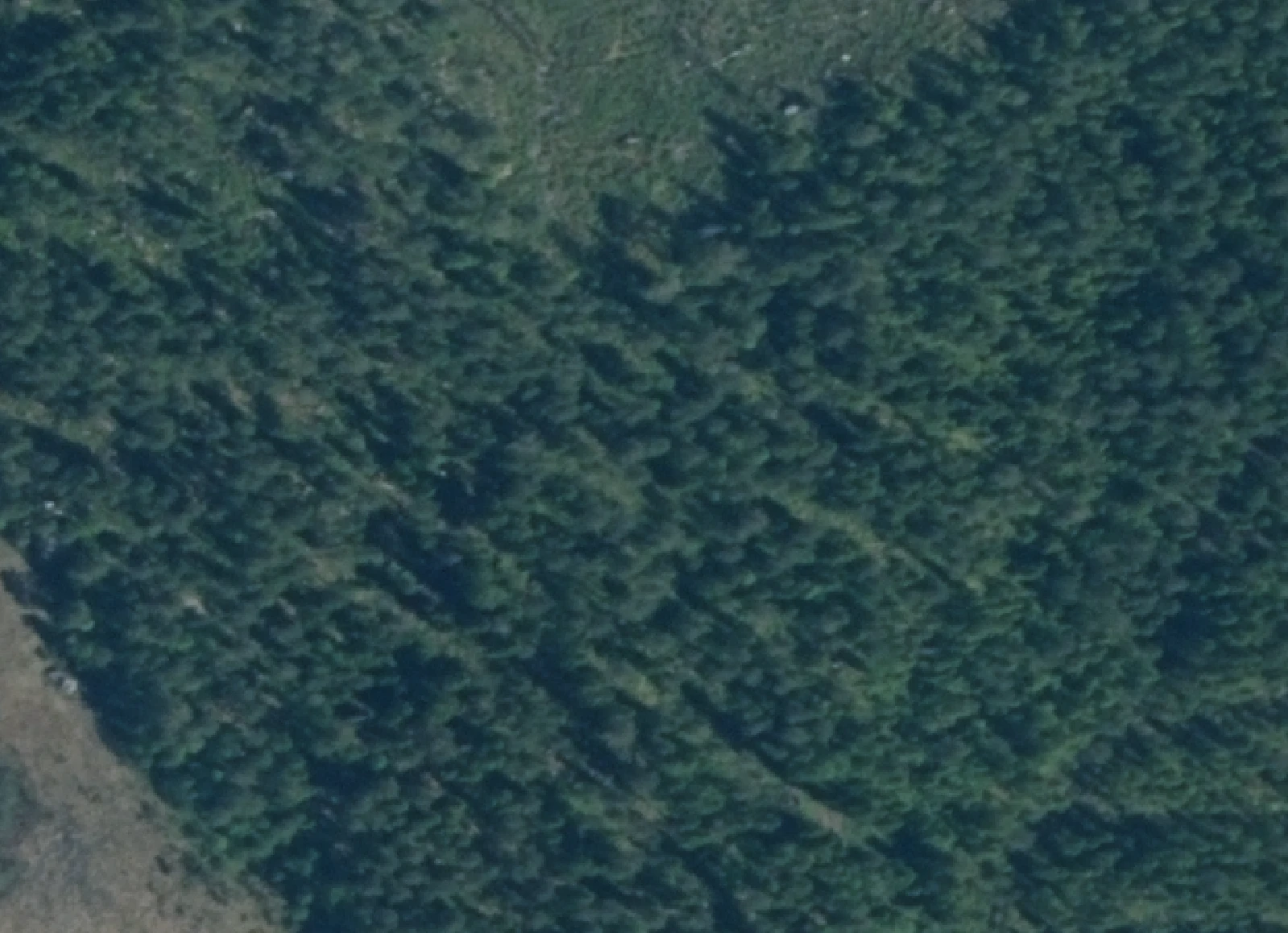 aeriel imagery of forest