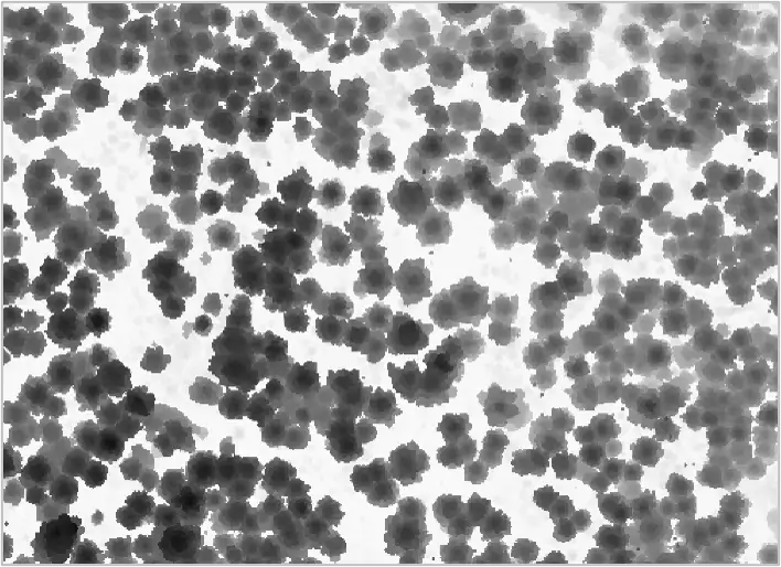 canopy height model of forest