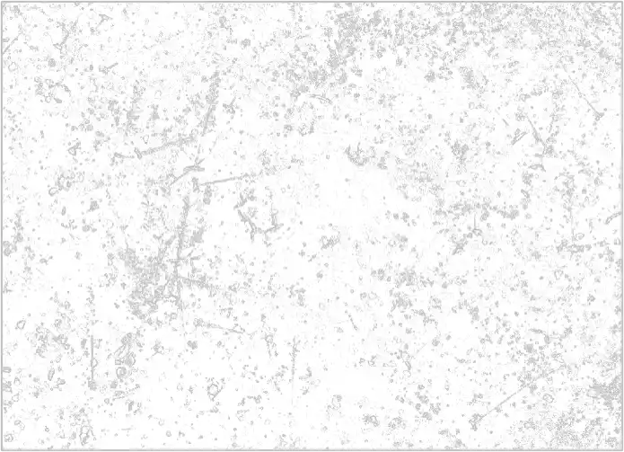 lidar data of forest