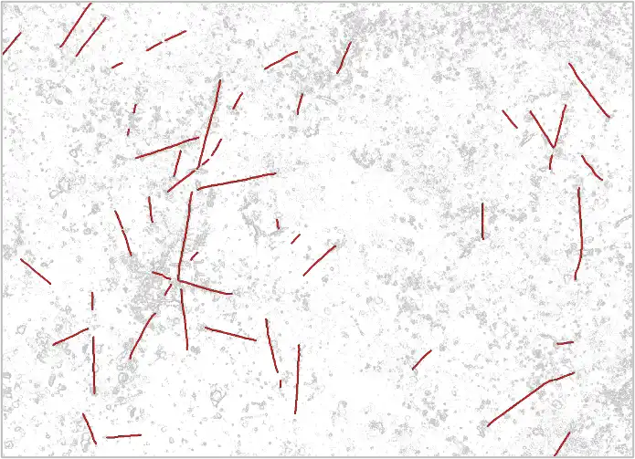 lidar data of forest