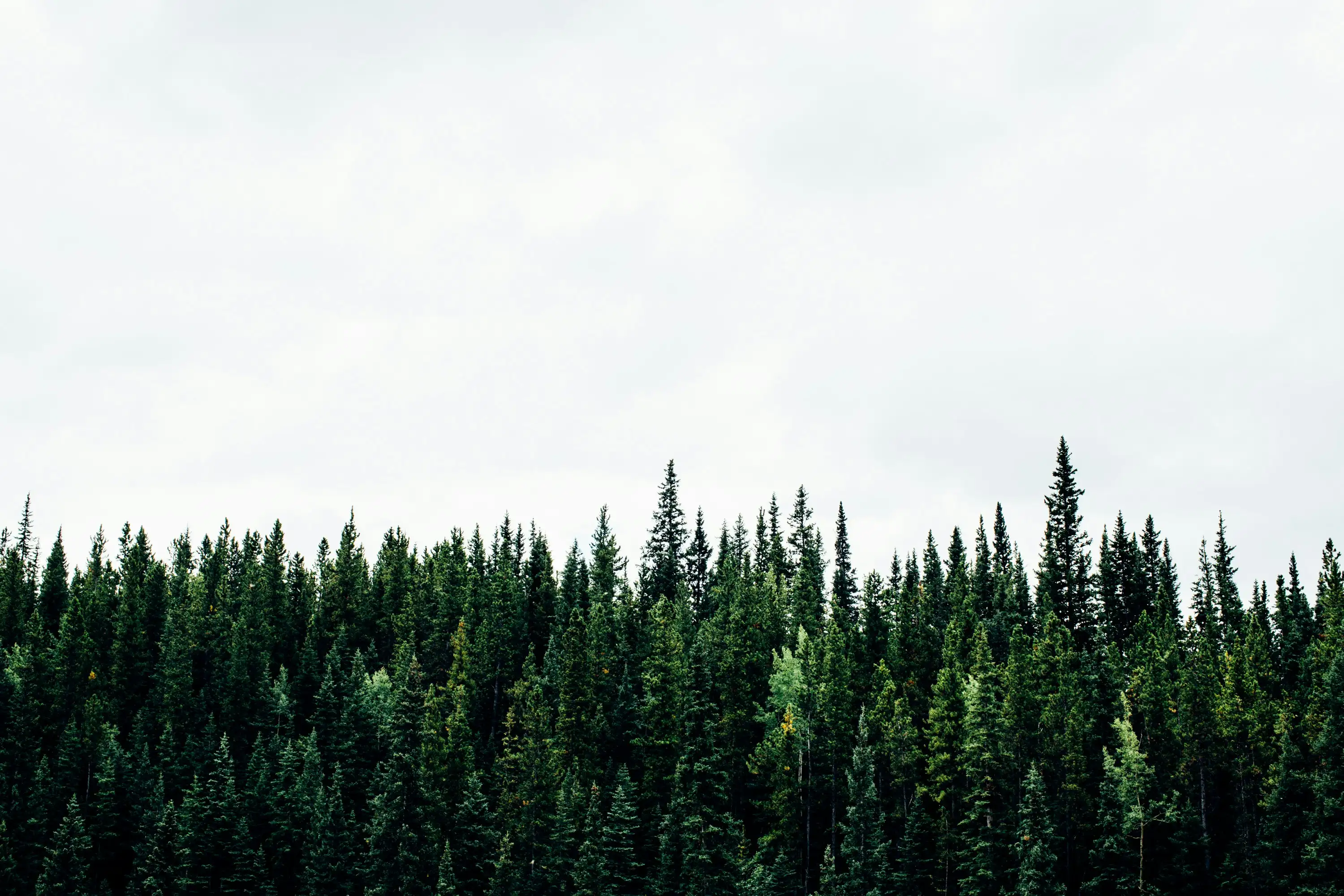 Forest banner
