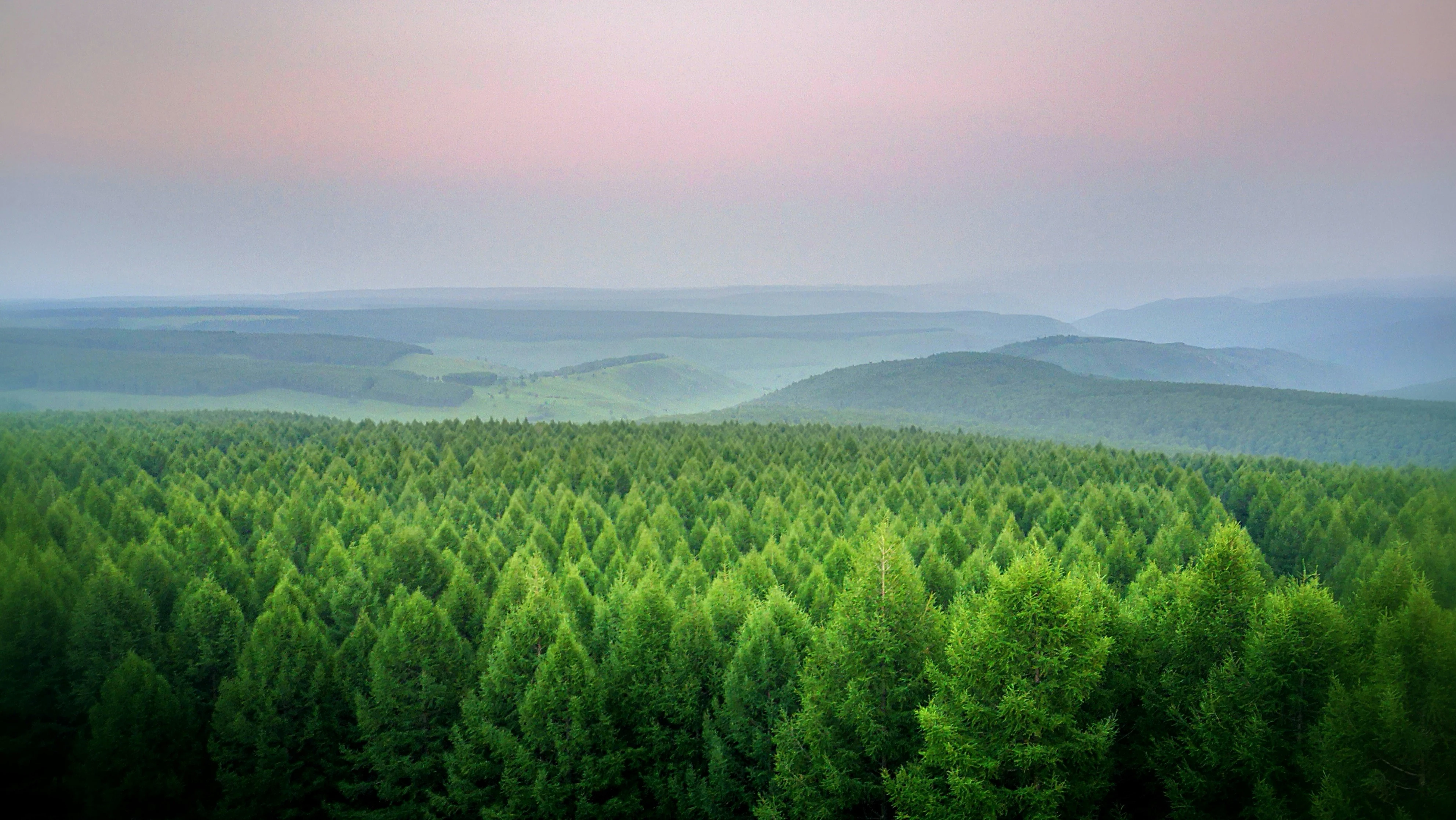 Forest view from the air