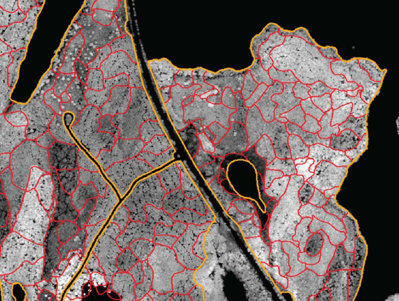 Automatic segmentation of forests