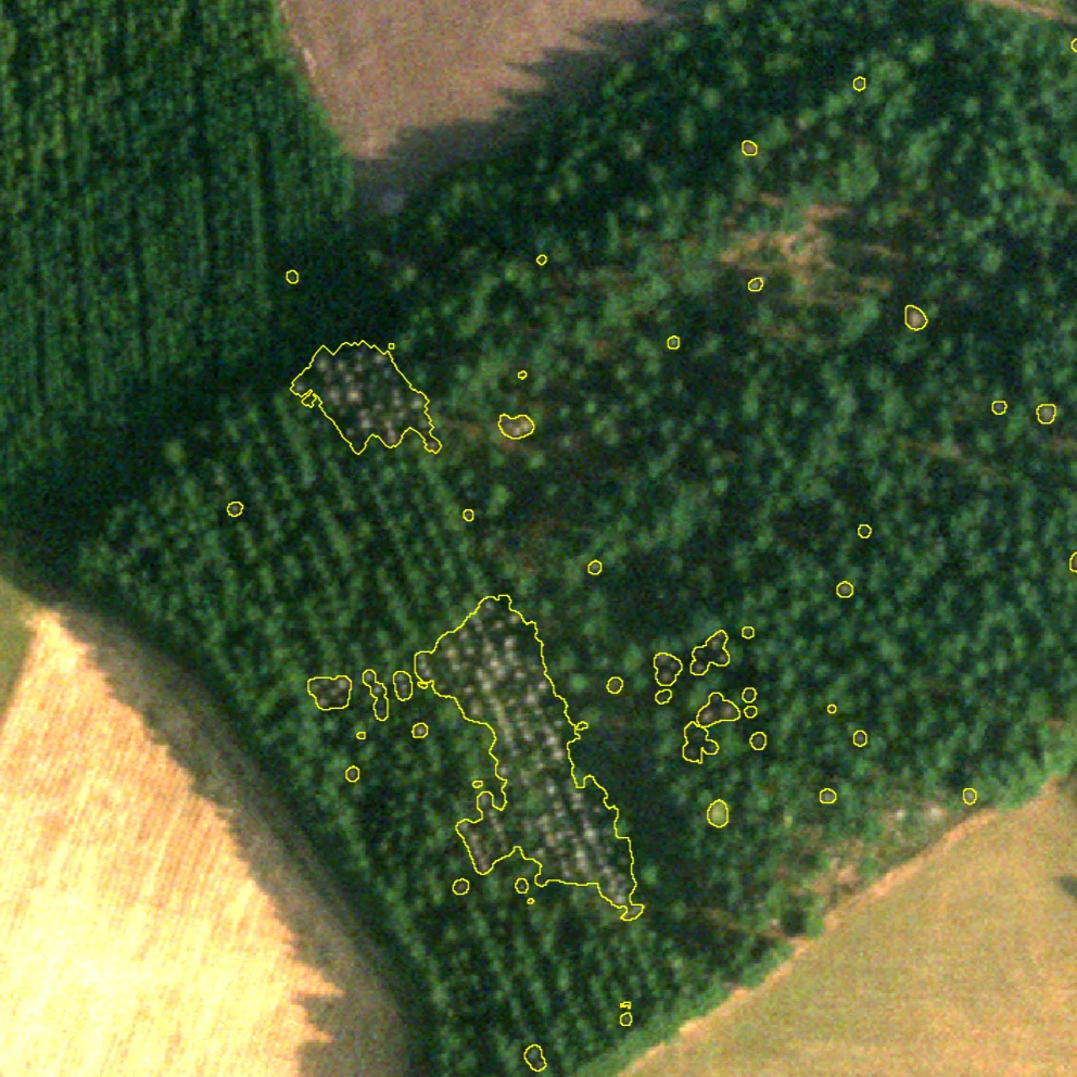 Clusters of dead trees identified with AI