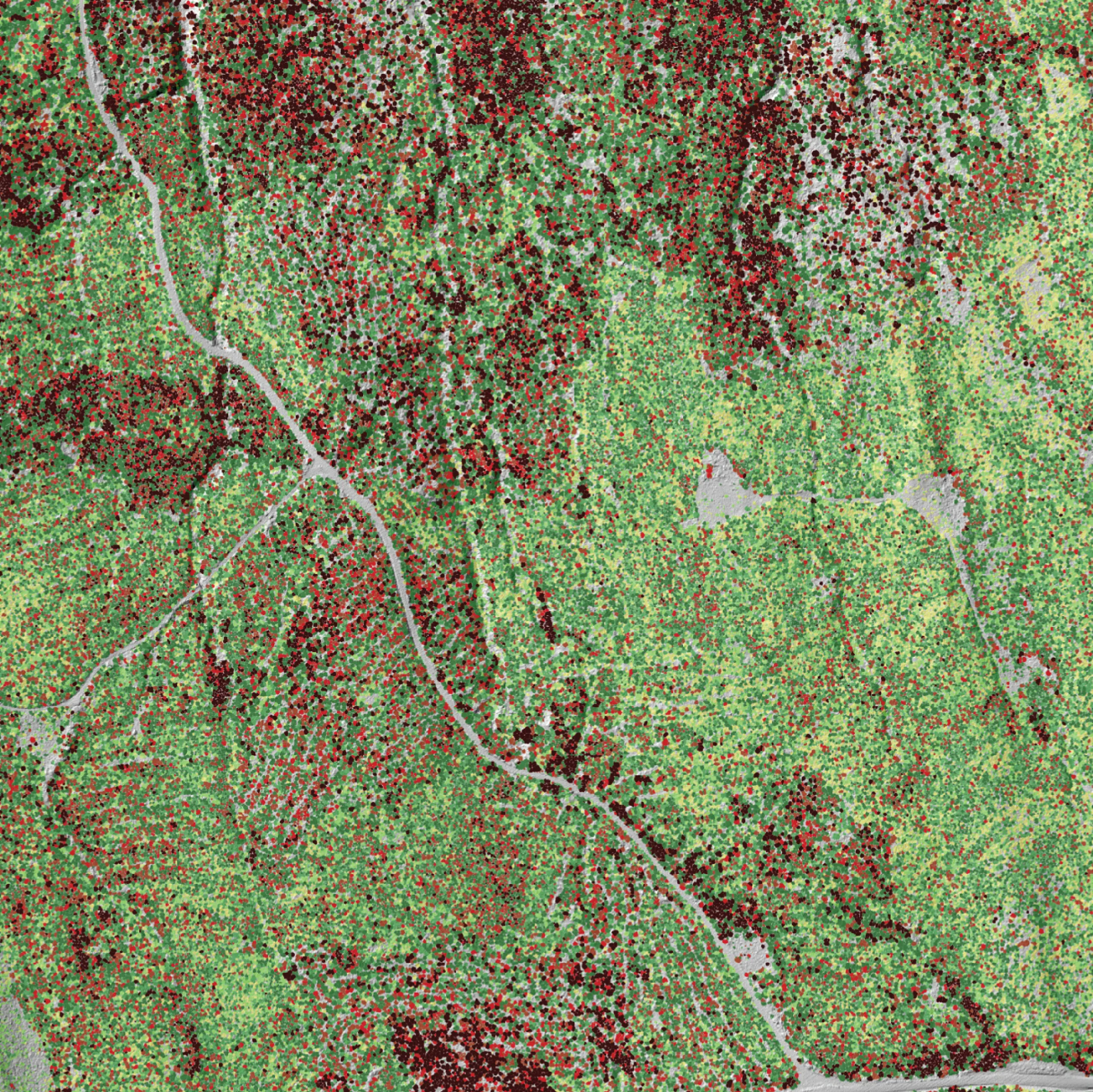LiDAR map of tree diameter