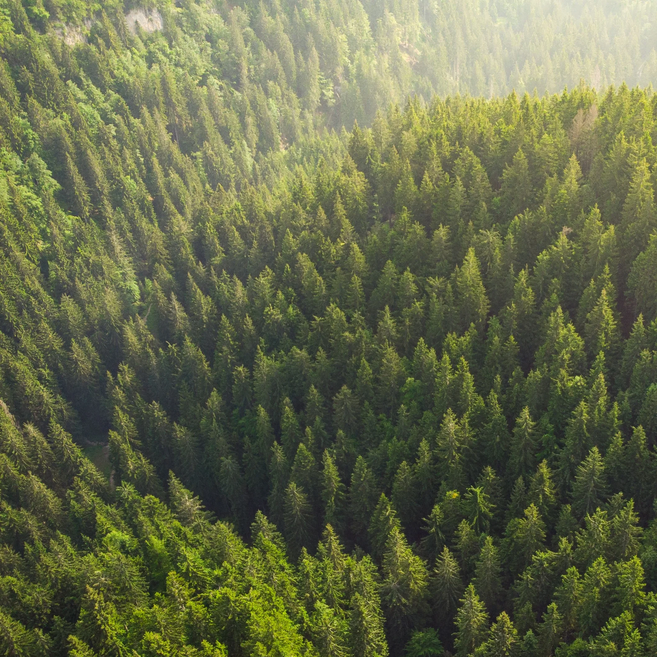 Visibility of forest assets