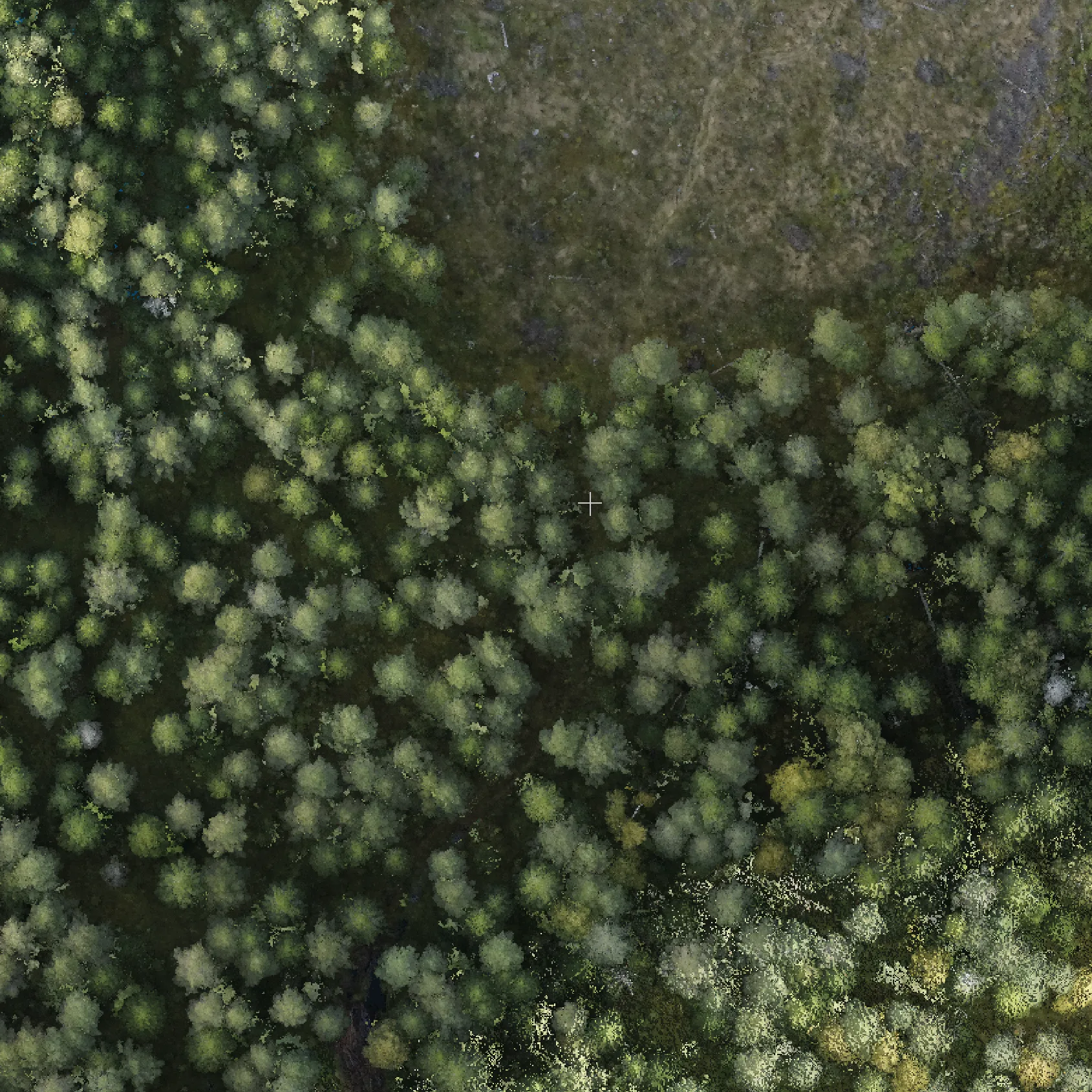 Digital twin of forest at hyper resolution