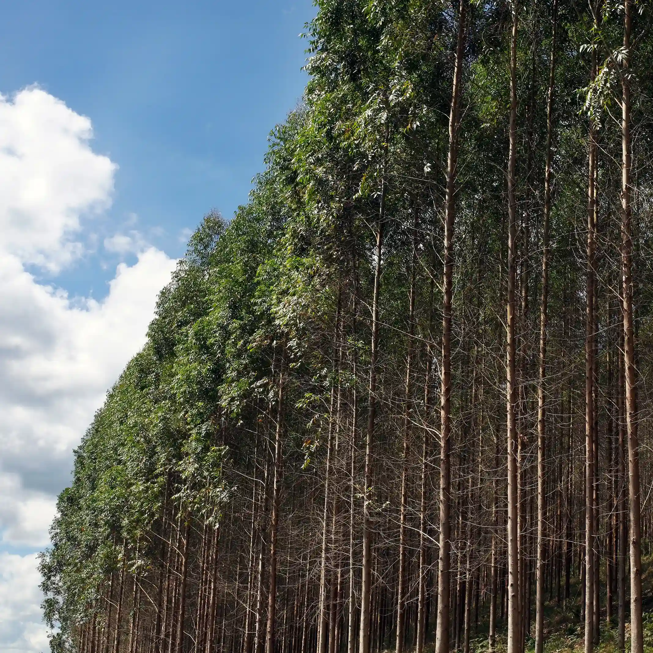 Cenralized app management