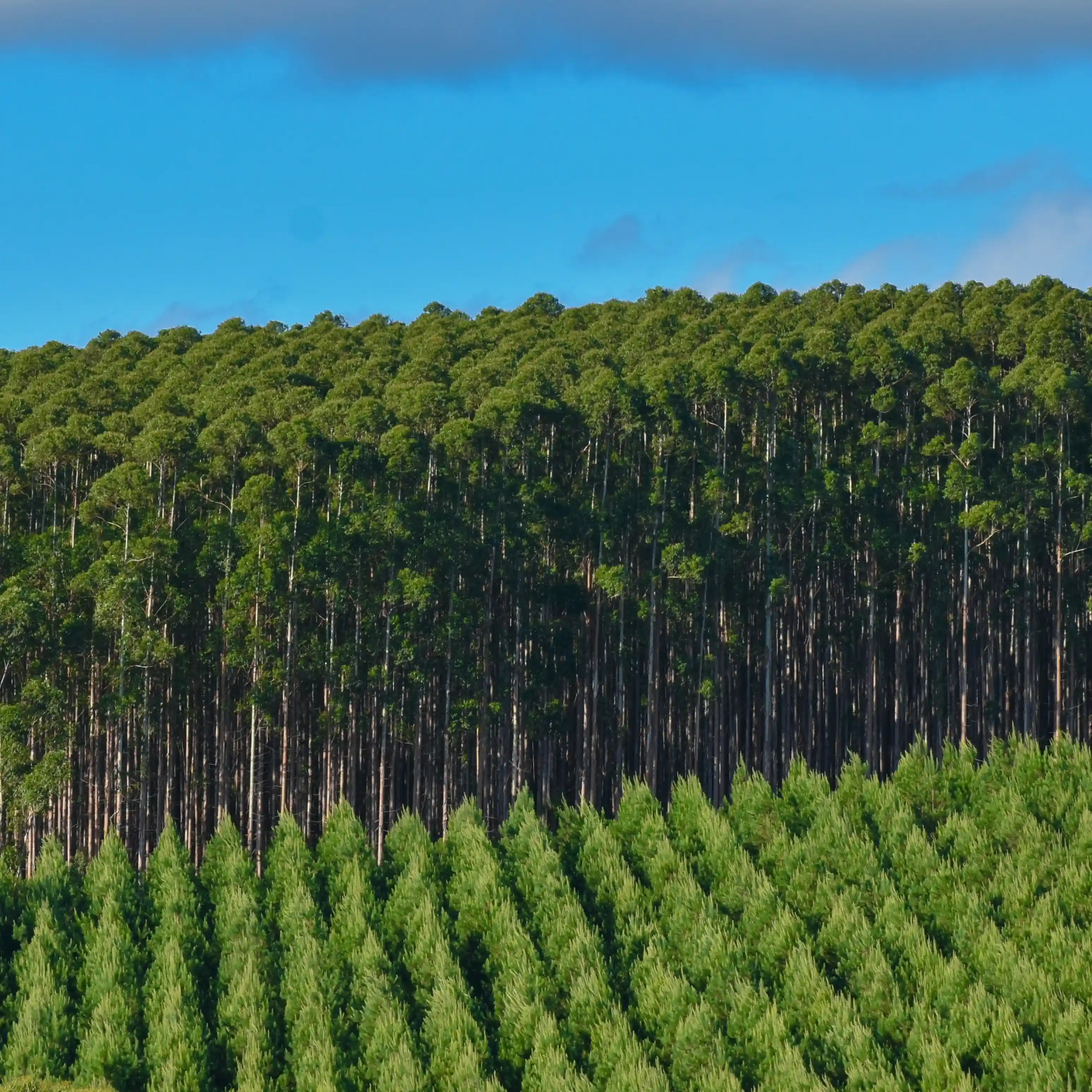 Data flow from the fieldwork
