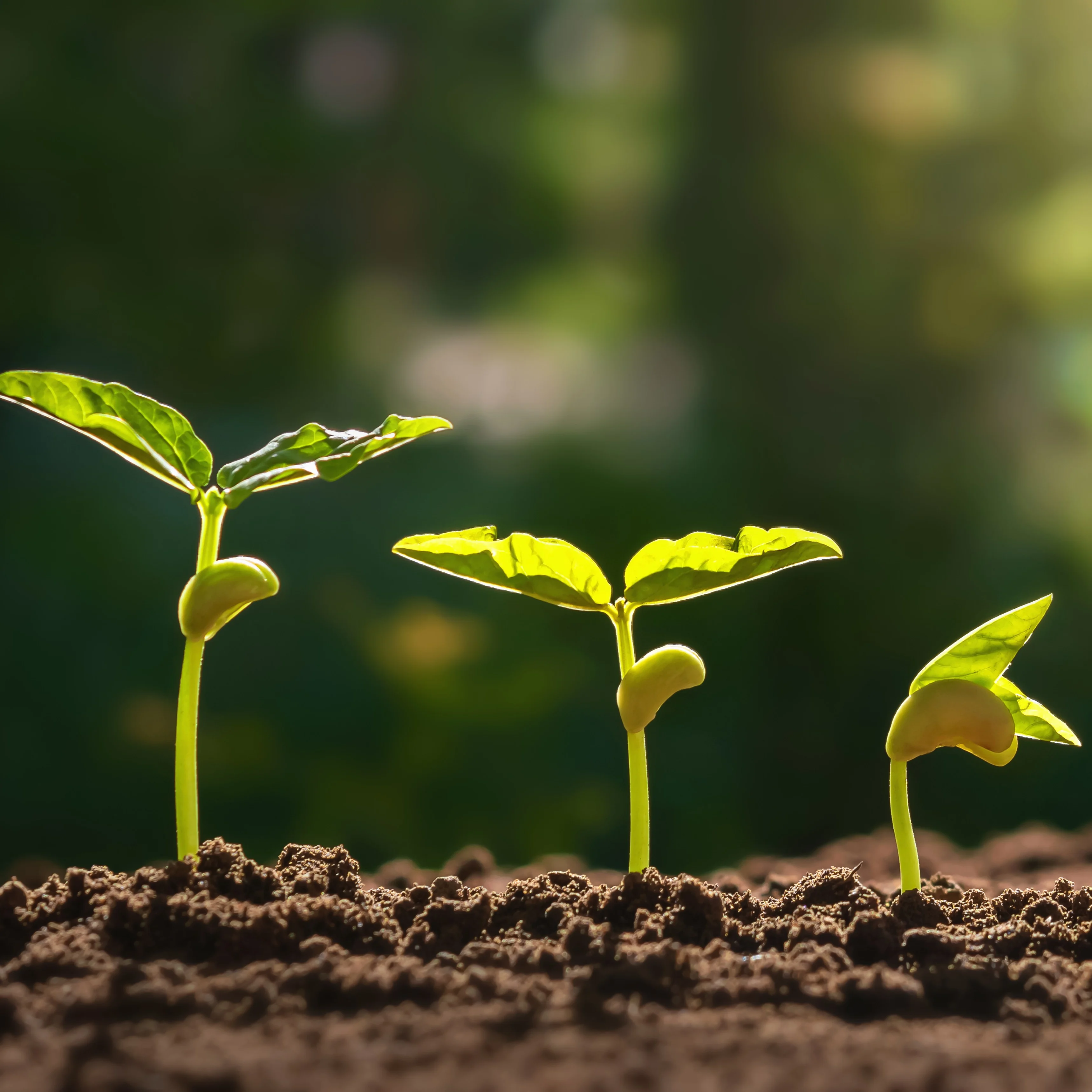 Field application geometry