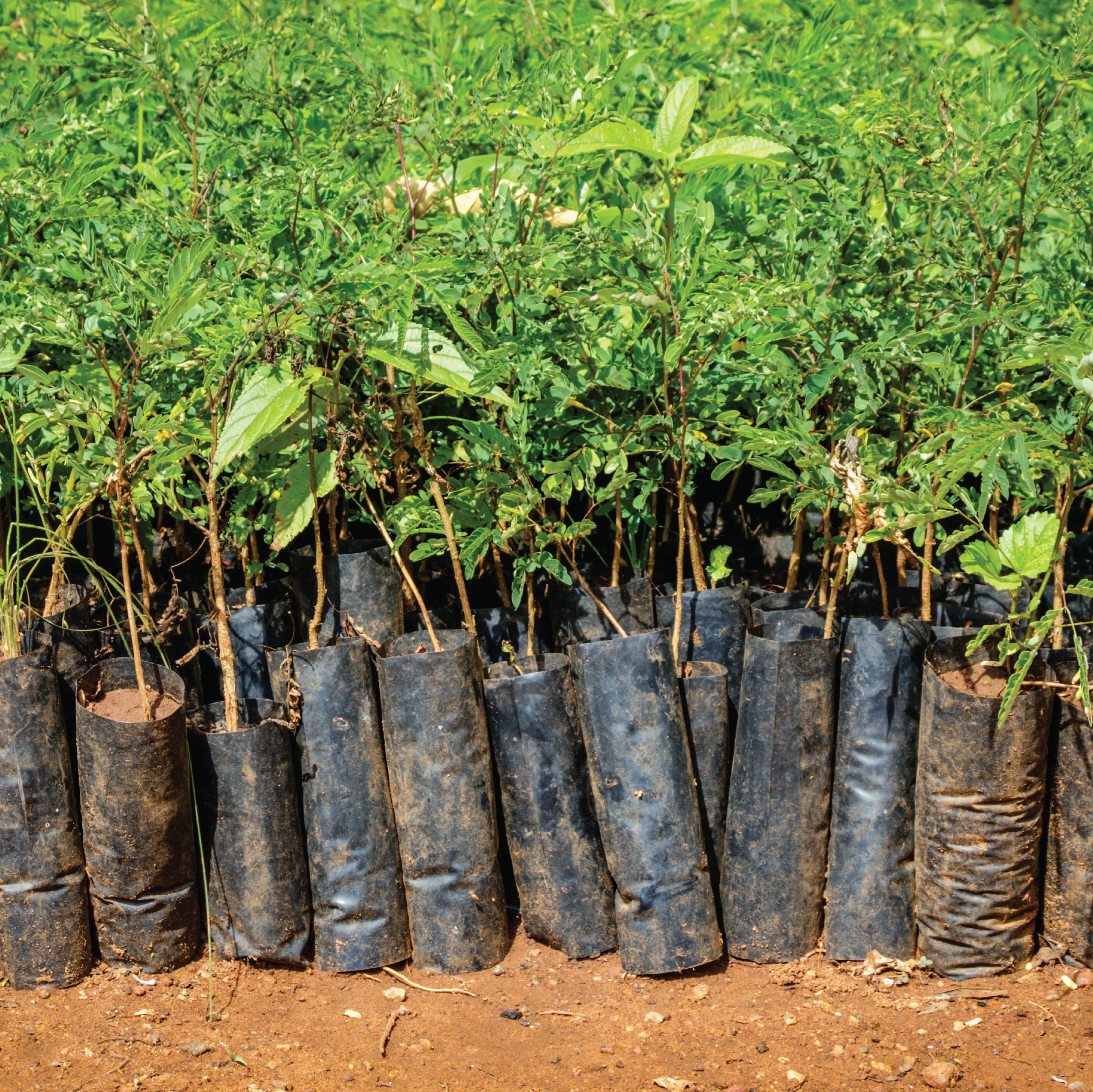 Visibility of forest resources