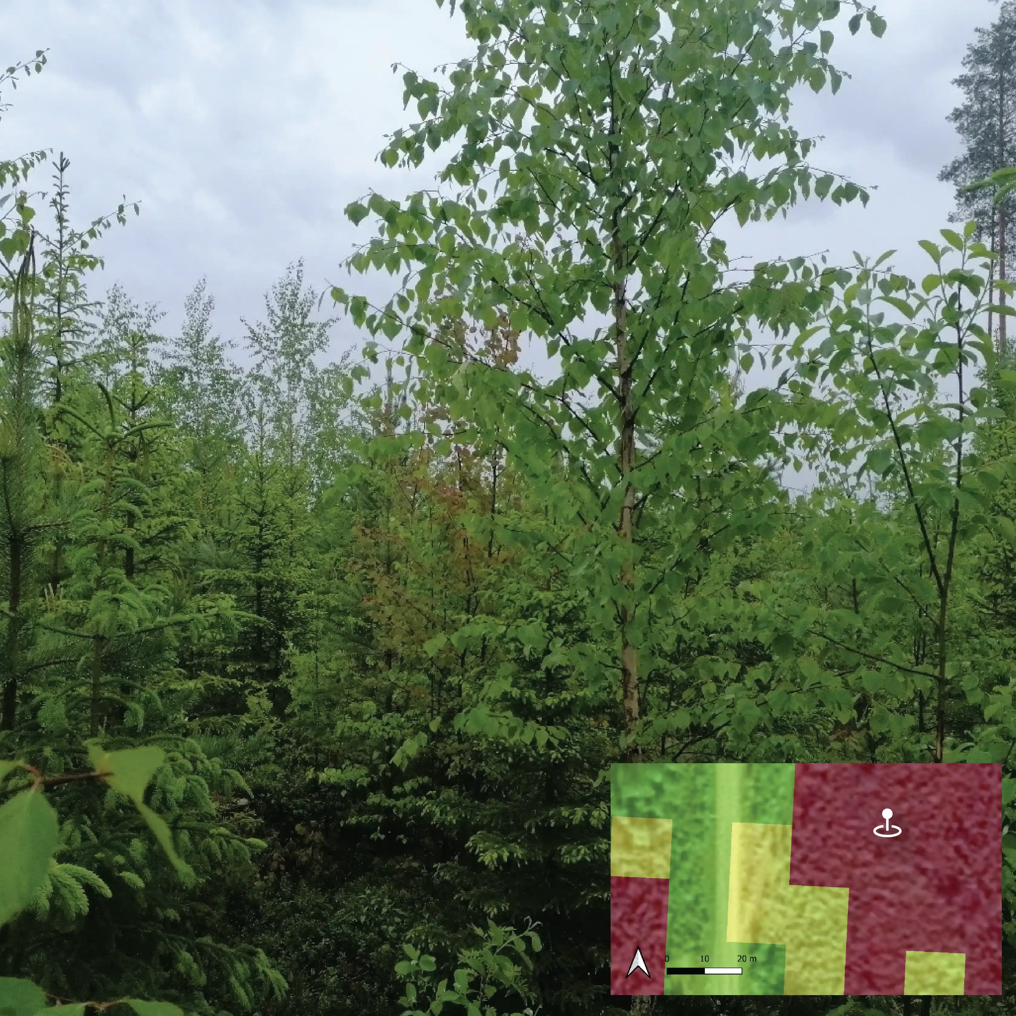 Importance of tending in forestry