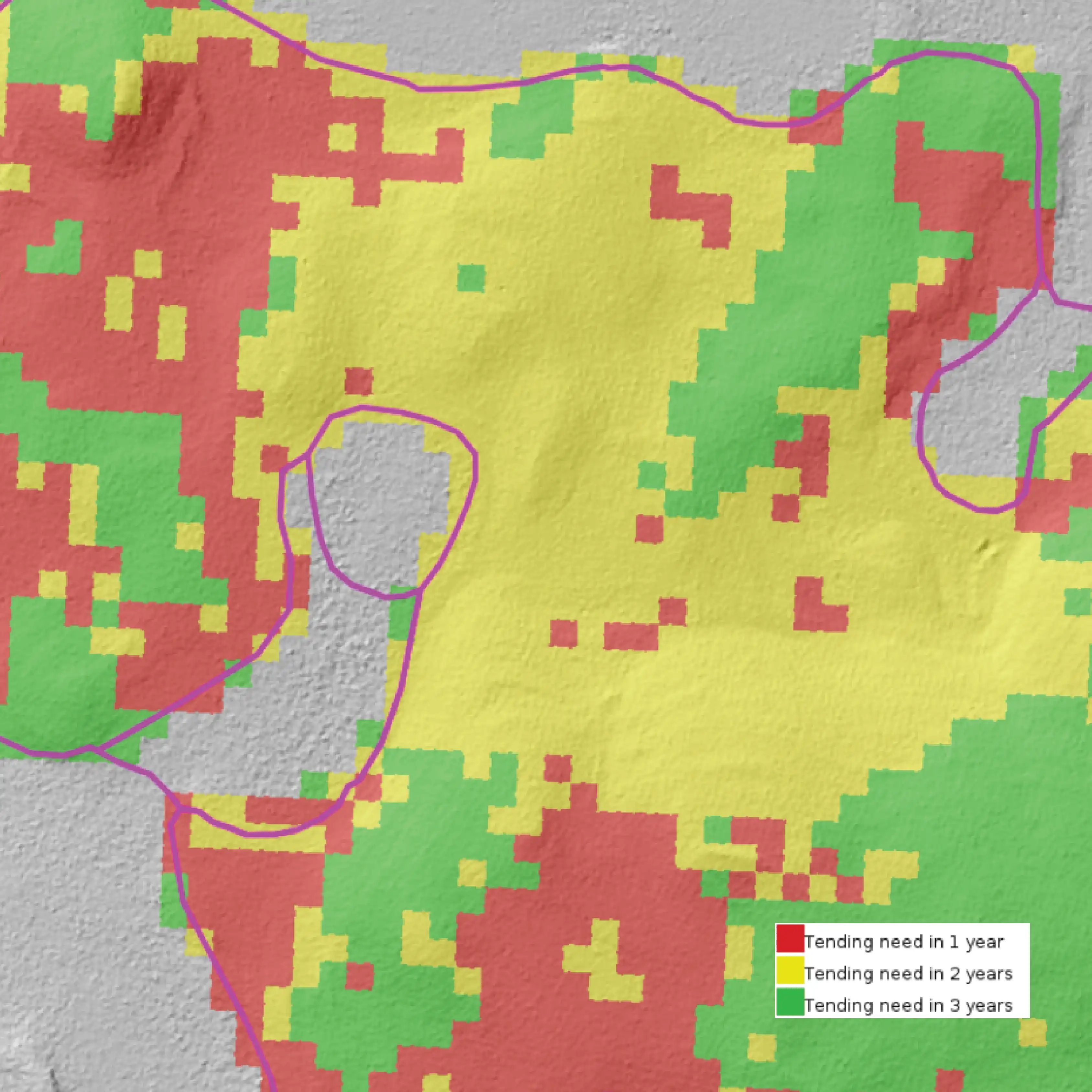 Individual tree diameter polygons