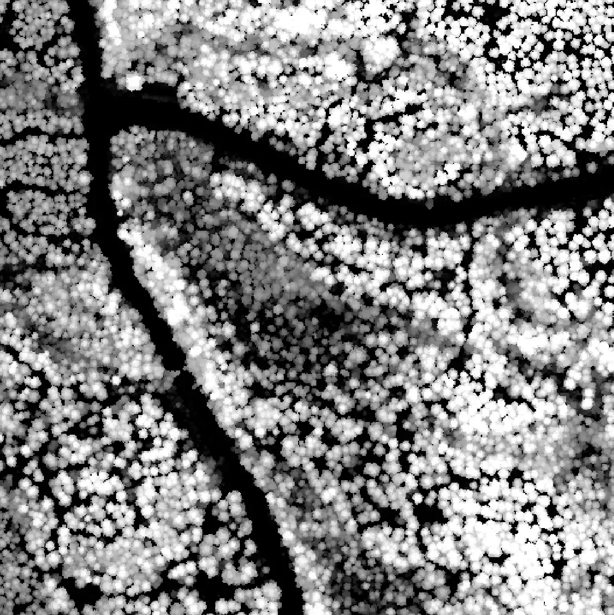 Terrain form layer CHM