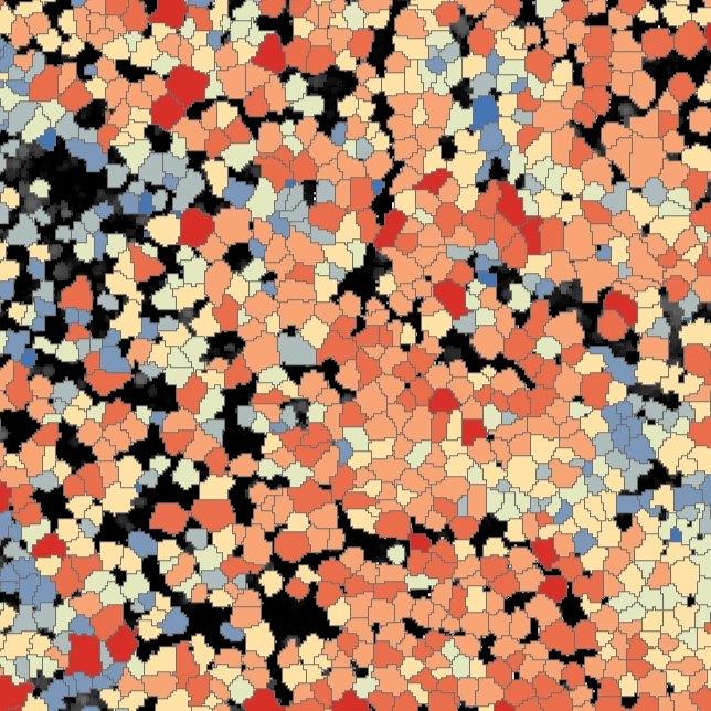 Individual tree diameter polygons