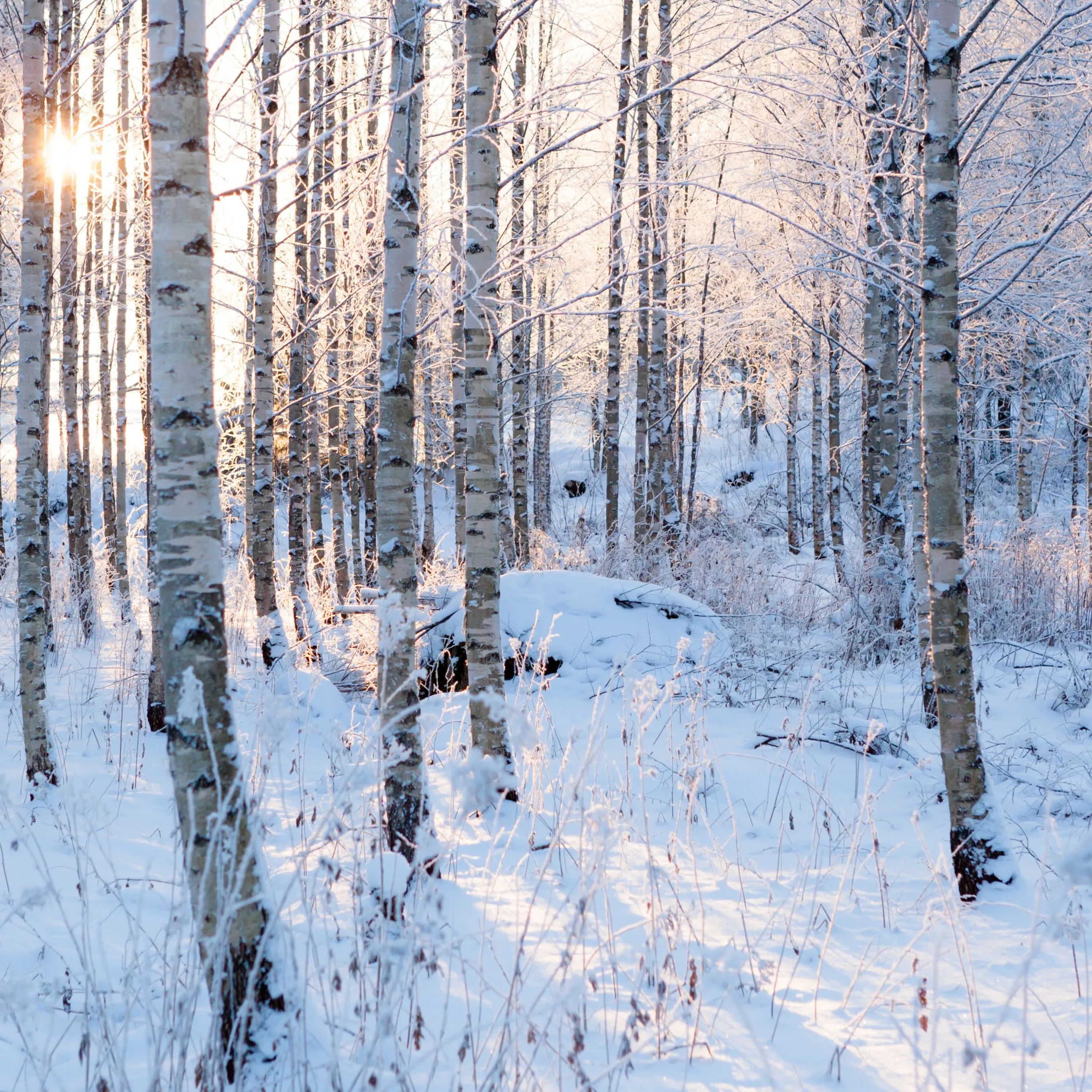 Seasonal harvestability