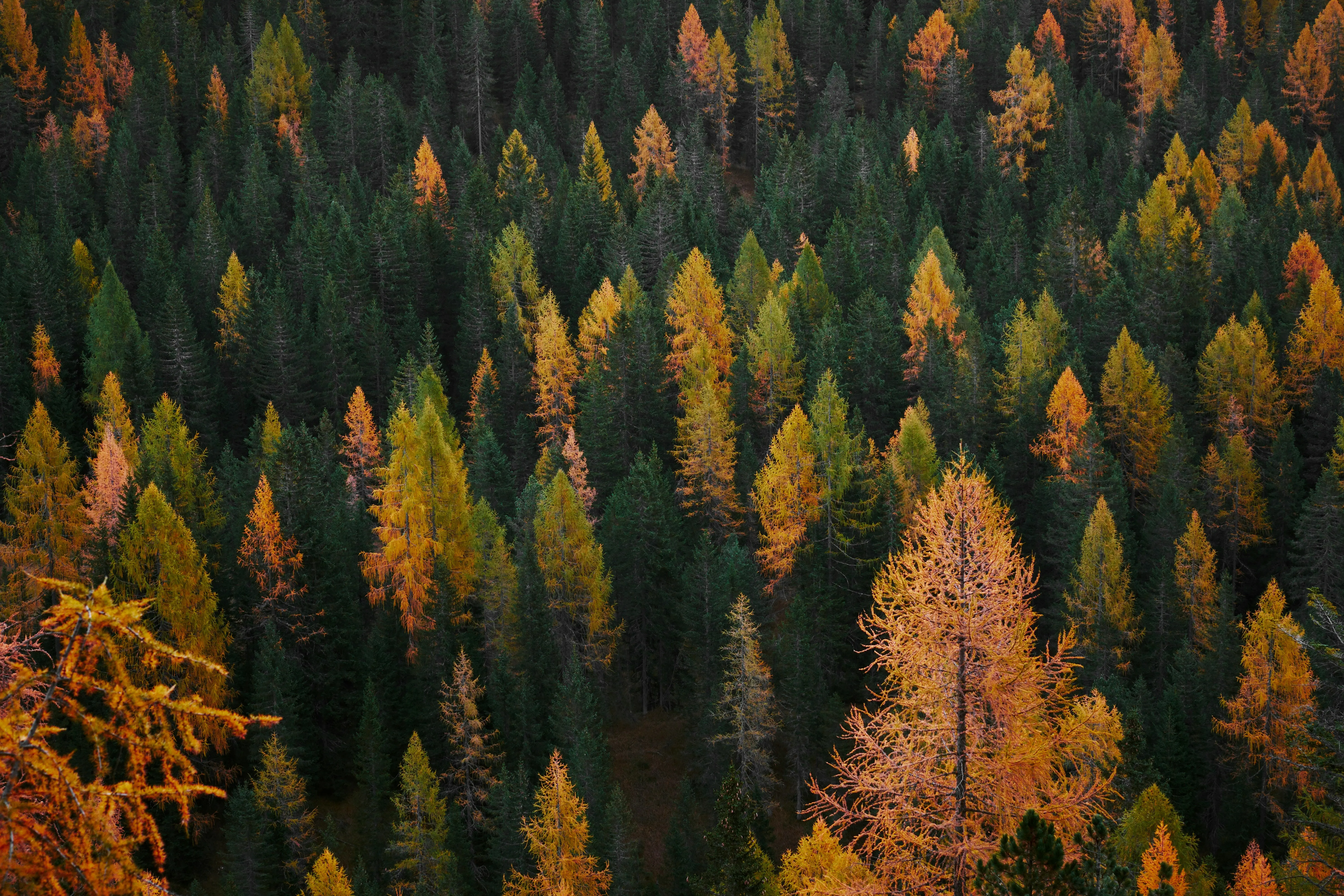 Forest view from the air