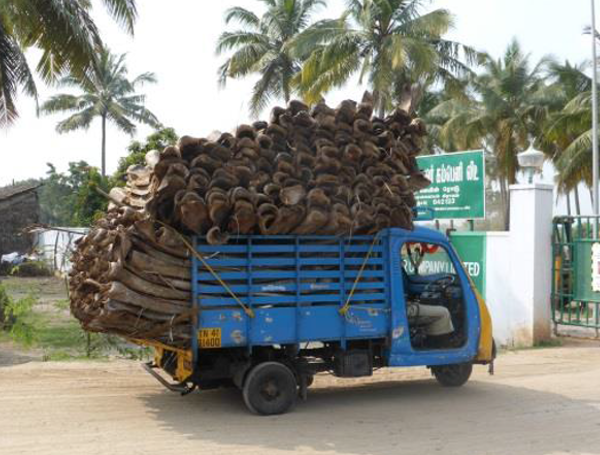 A truck transporting raw material for bioenergy production in India