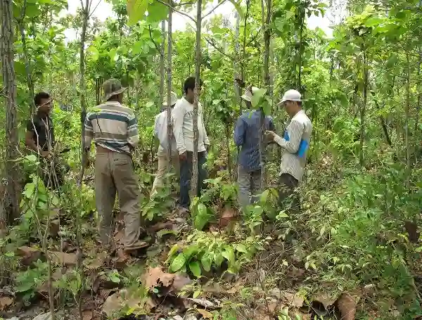 A group of experts in forest in Cambodia