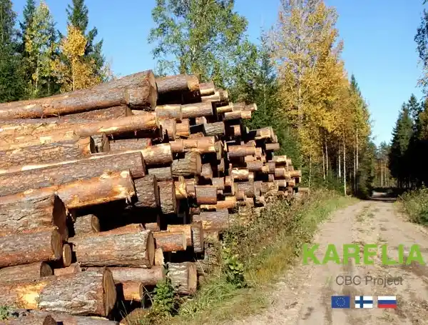 Harvested timber in a pile next to a forest road