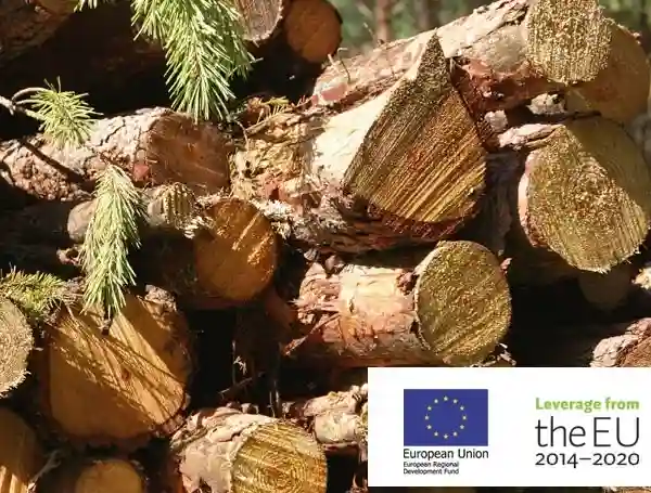 Harvested timber waiting to be transported in forest