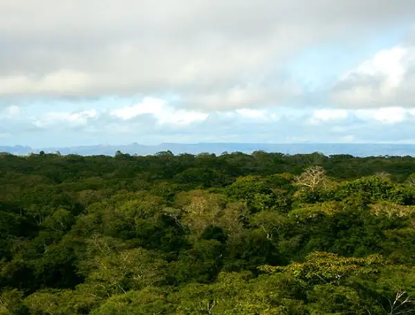 Landscape of tropical forest in Tanzania