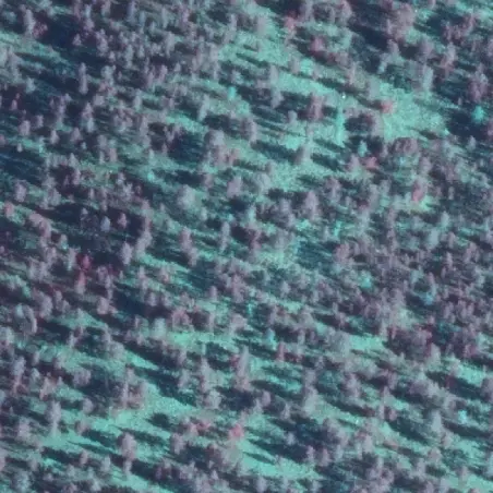 Satellite imagery of forest