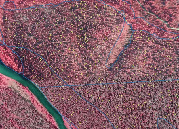 Deadwood detection with AI tools