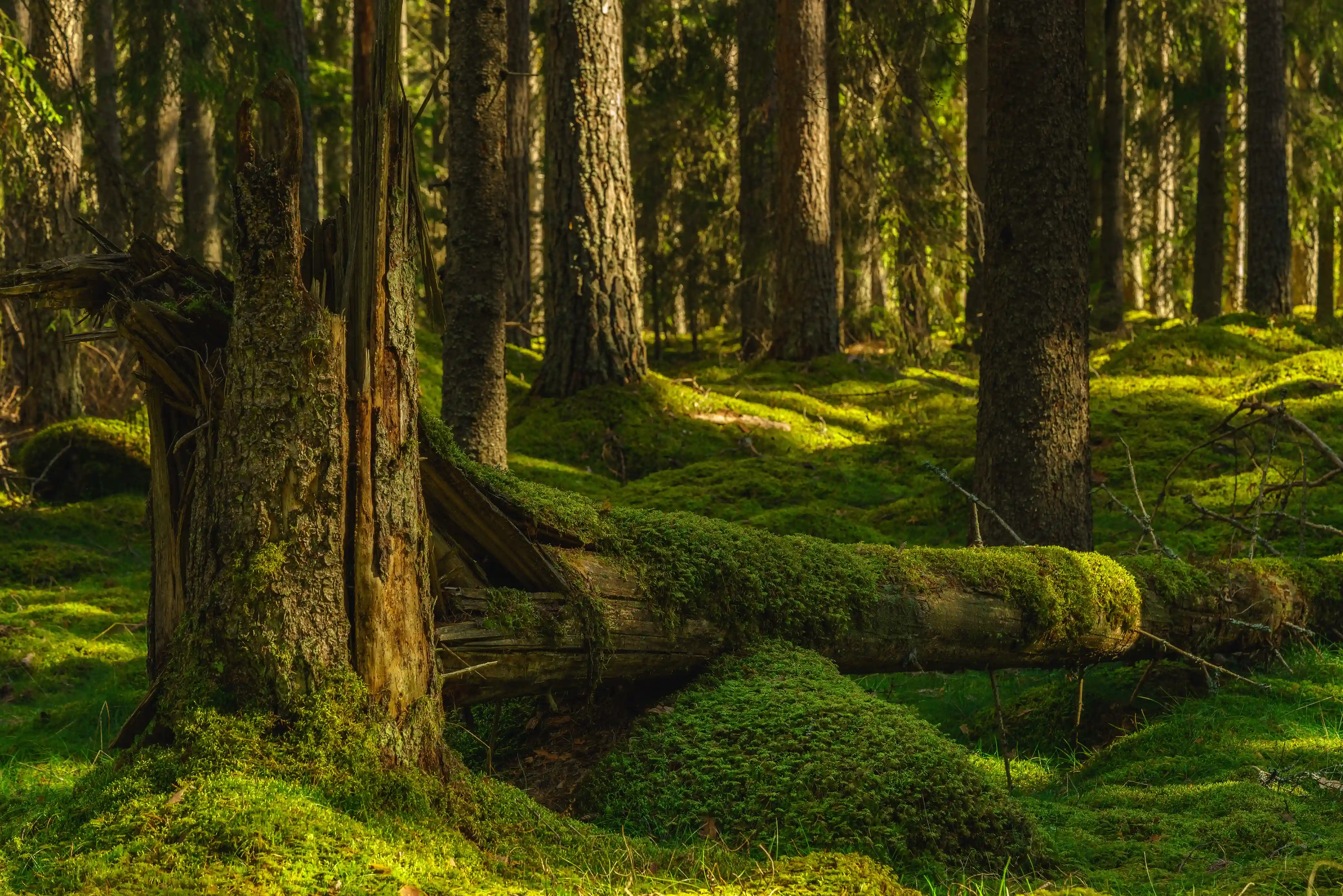 Nature analysis of forests