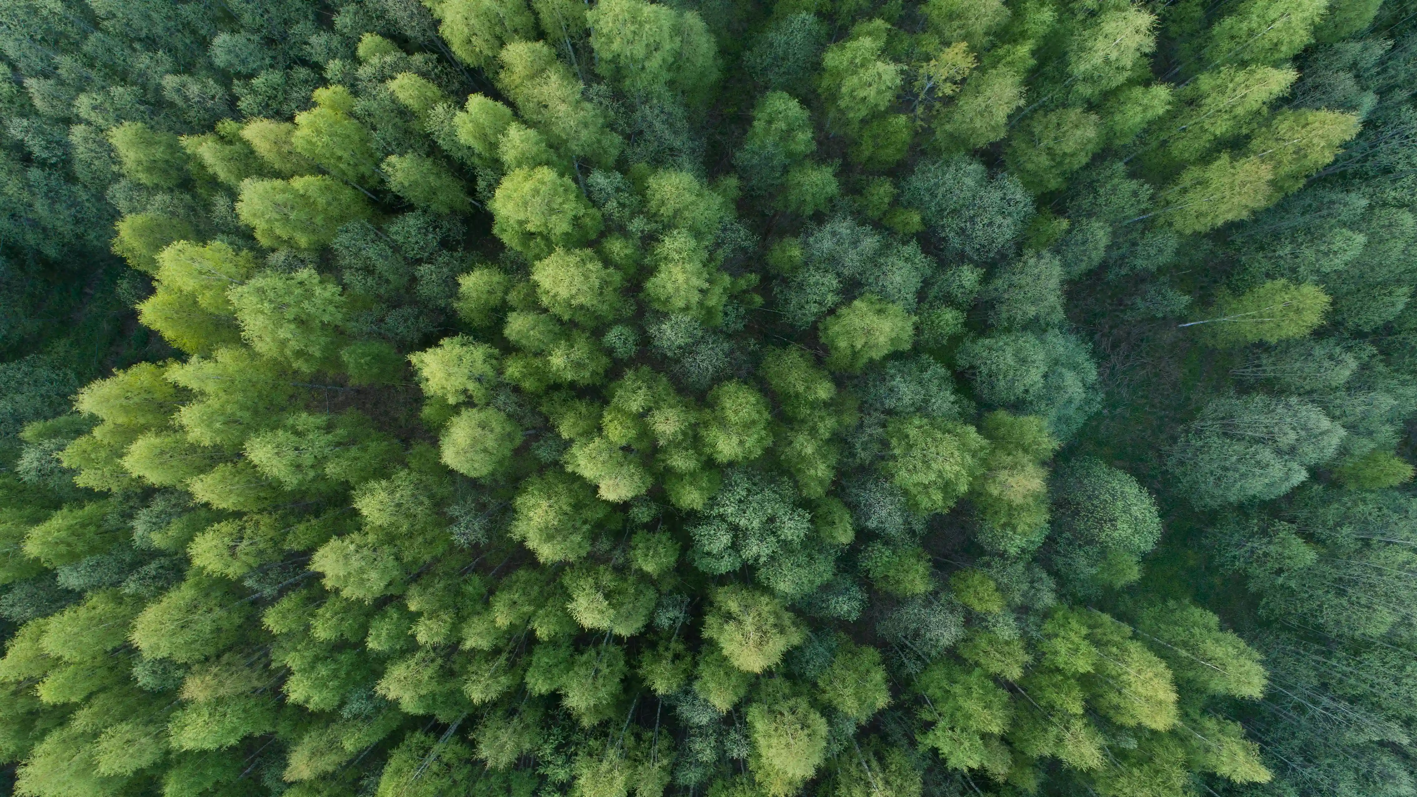 Swedish forests from drone view