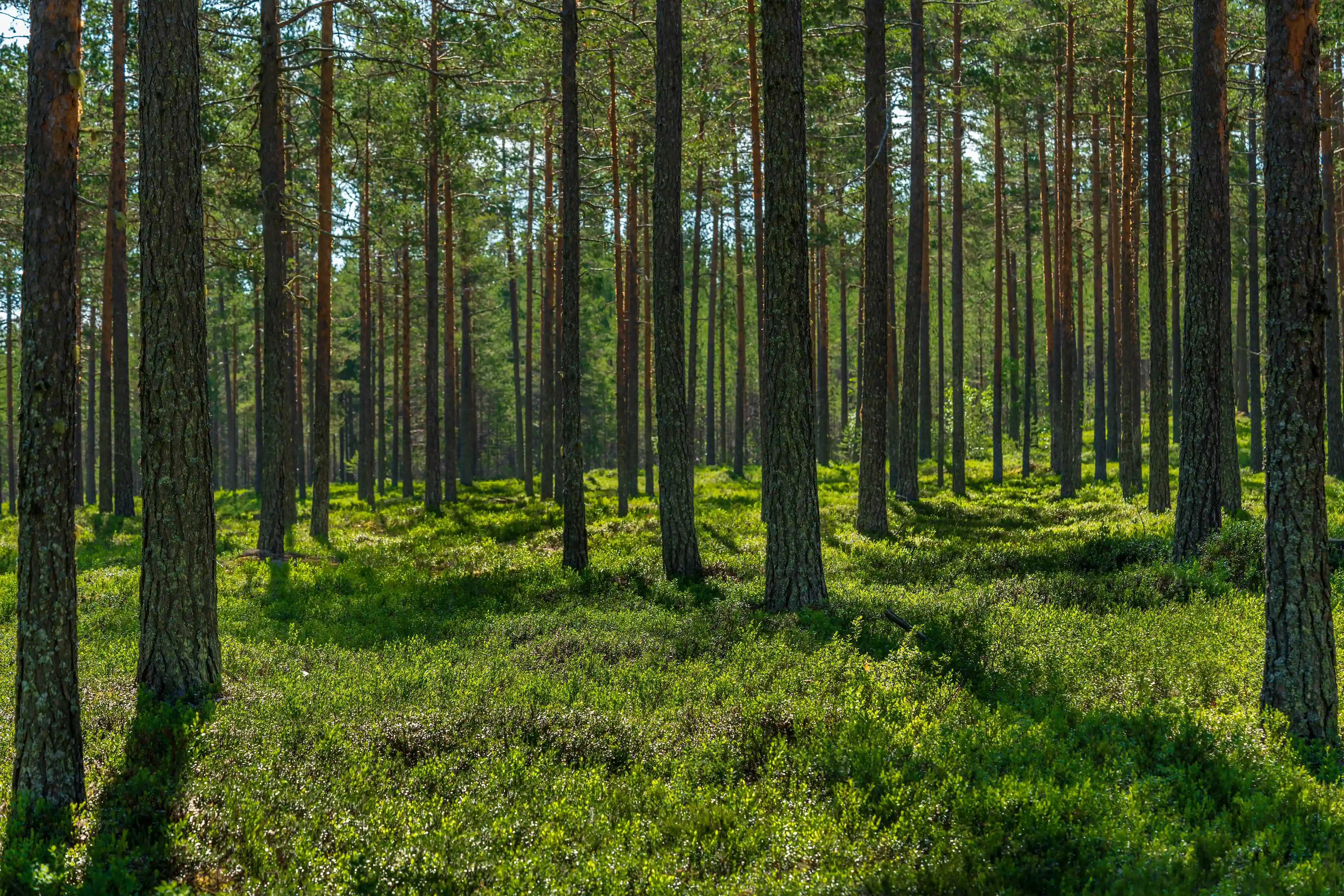 Forest inventories Sweden
