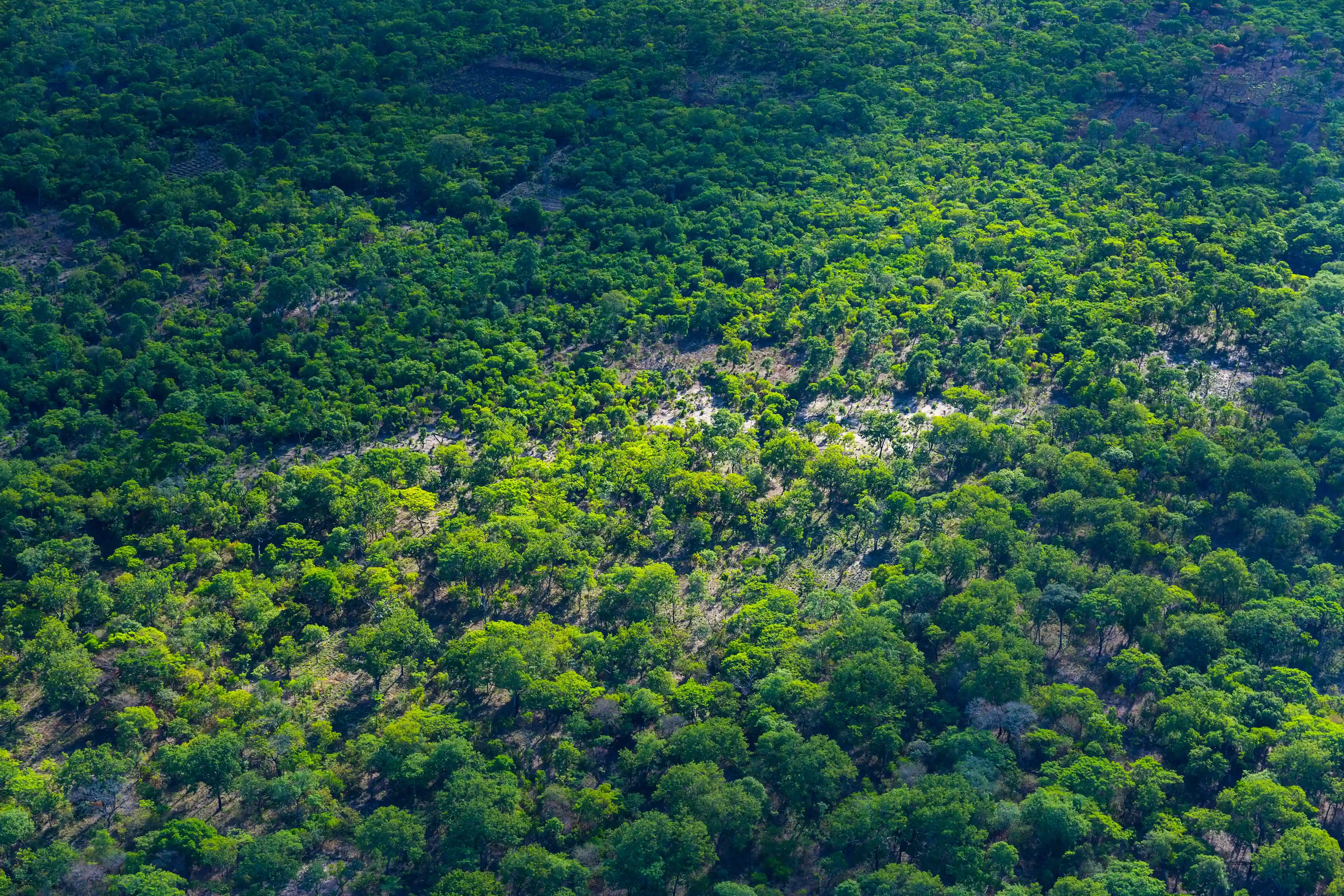 Rwanda forest information management system