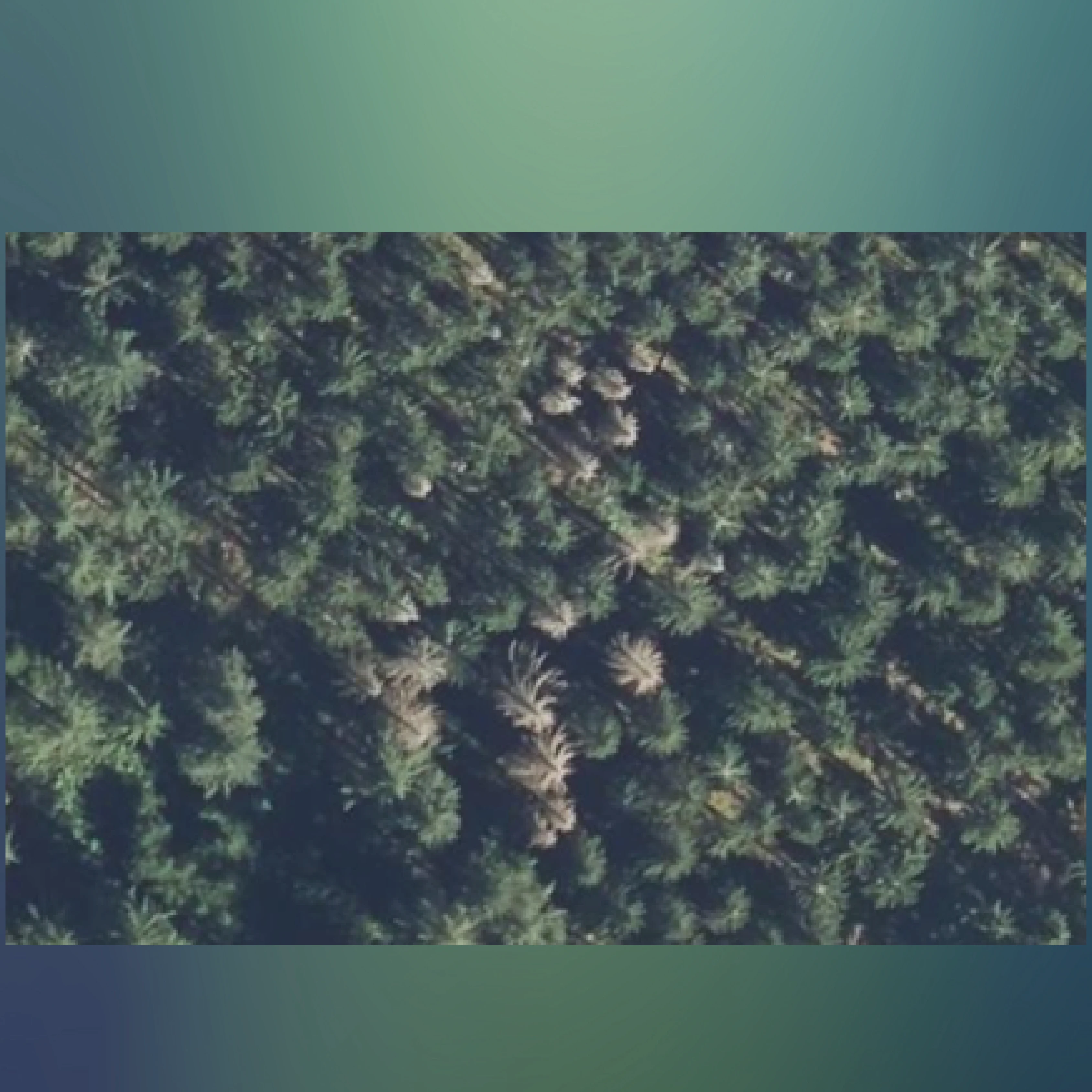 Detection of deadwood