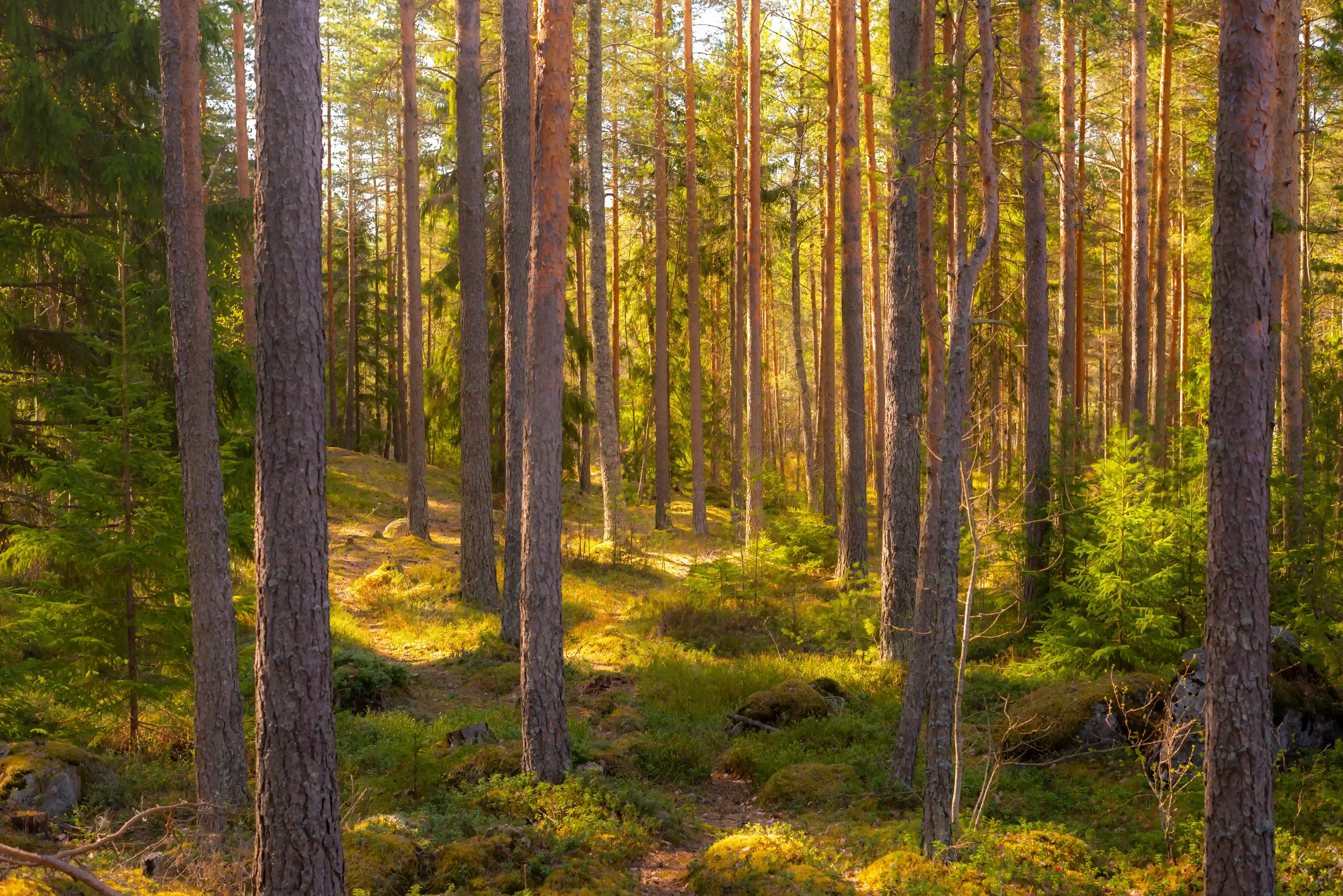 Swedish forestry