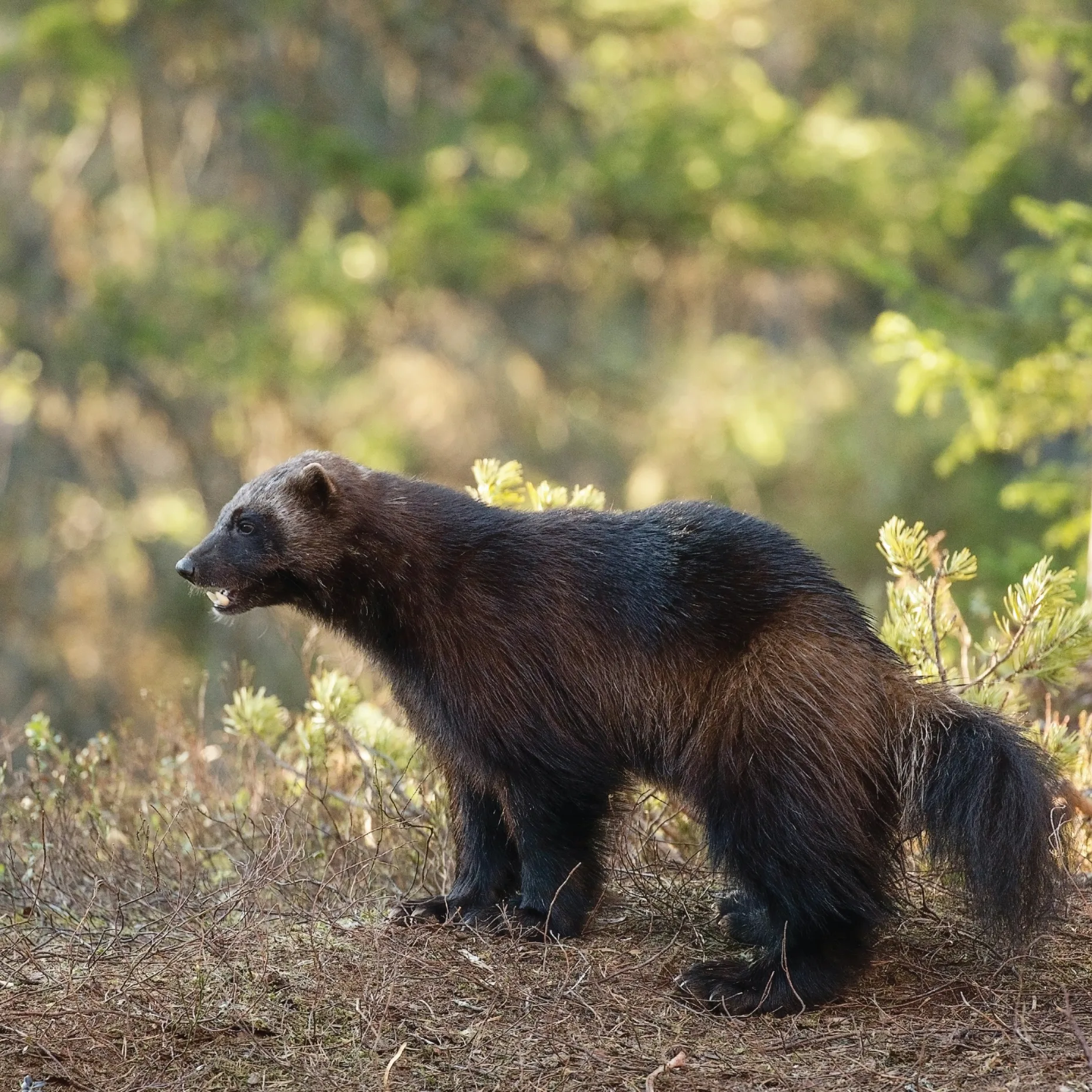 Wolverine in Finland