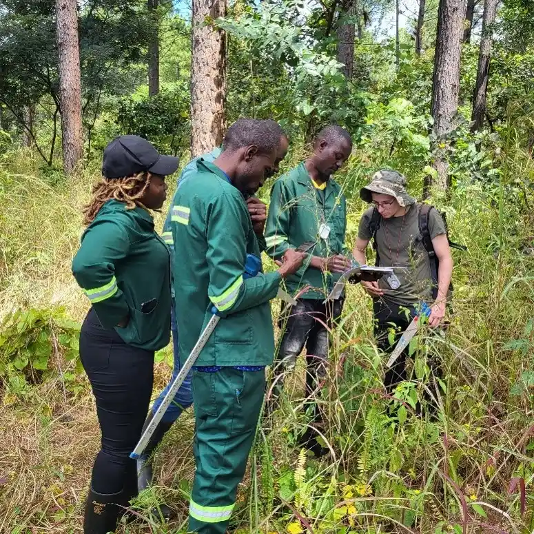 Plantation field work in Zambia