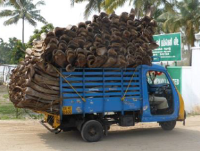 A truck transporting raw material for bioenergy production in India