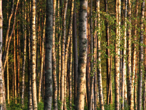 Finnish birch forest